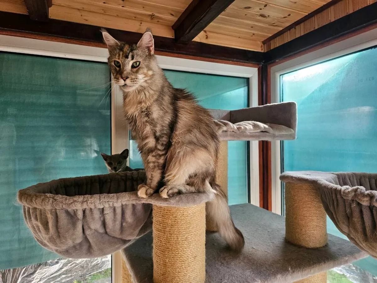 Maine Coon Adult neutered female - Image 4