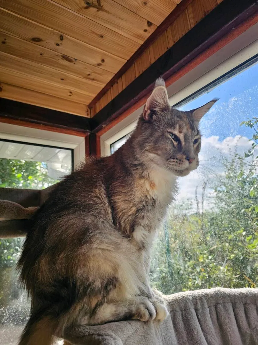 Maine Coon Adult neutered female - Image 1