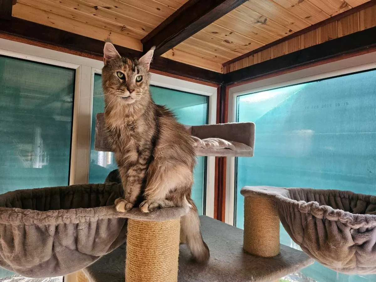 Maine Coon Adult neutered female - Image 2