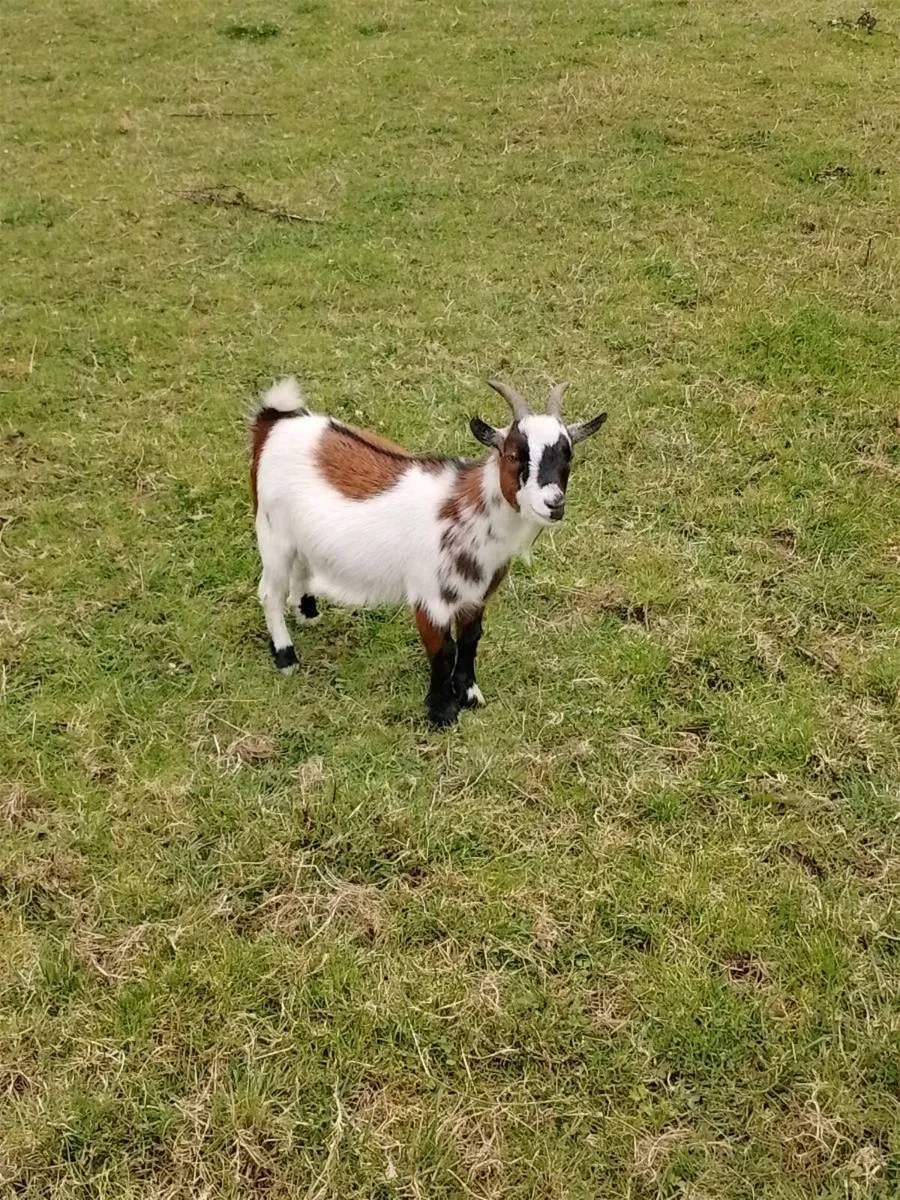 2 pigmy goats - Image 1