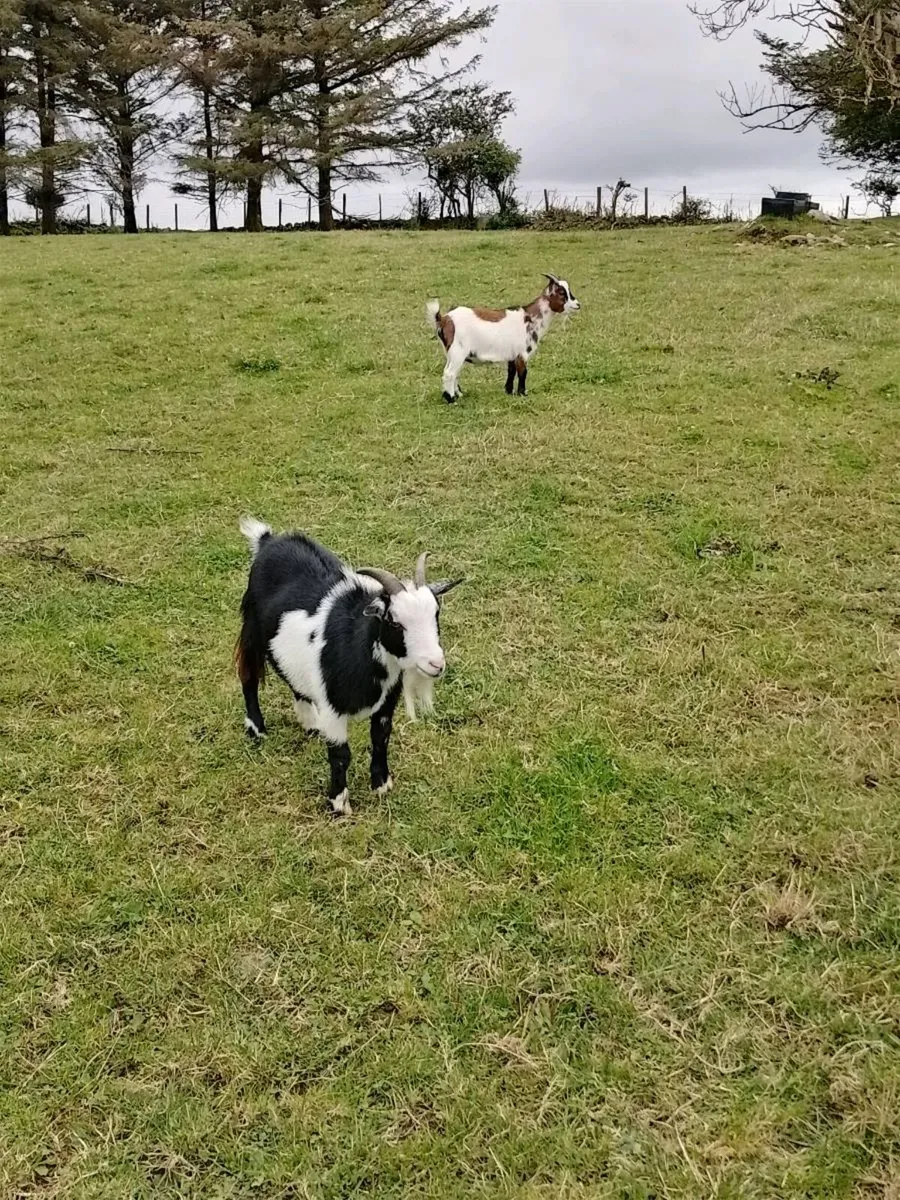 2 pigmy goats - Image 2