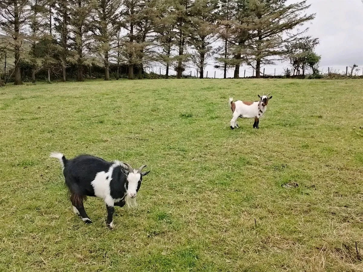 2 pigmy goats - Image 3