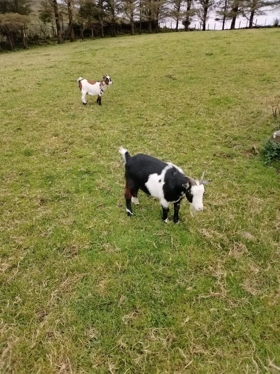2 pigmy goats - Image 4