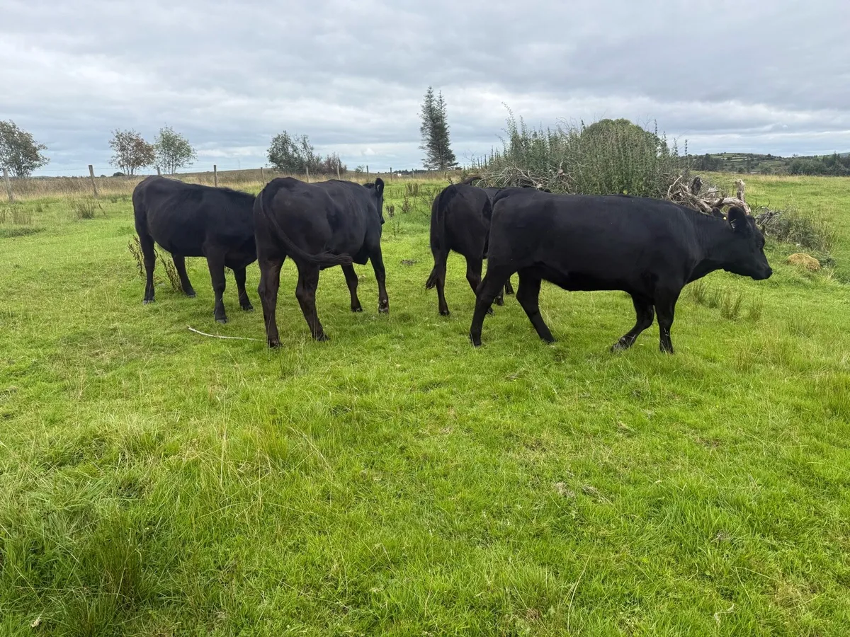 Aberdeen Angus X heifers 4 - Image 1