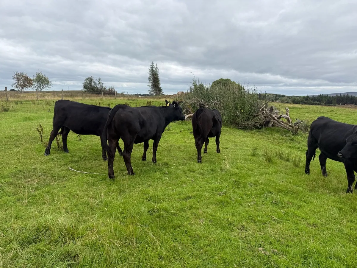 Aberdeen Angus X heifers 4 - Image 2