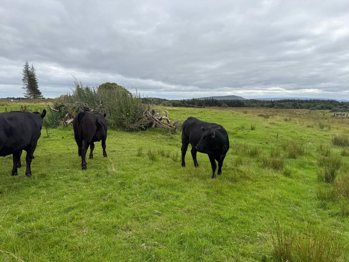 Aberdeen Angus X heifers 4 - Image 3