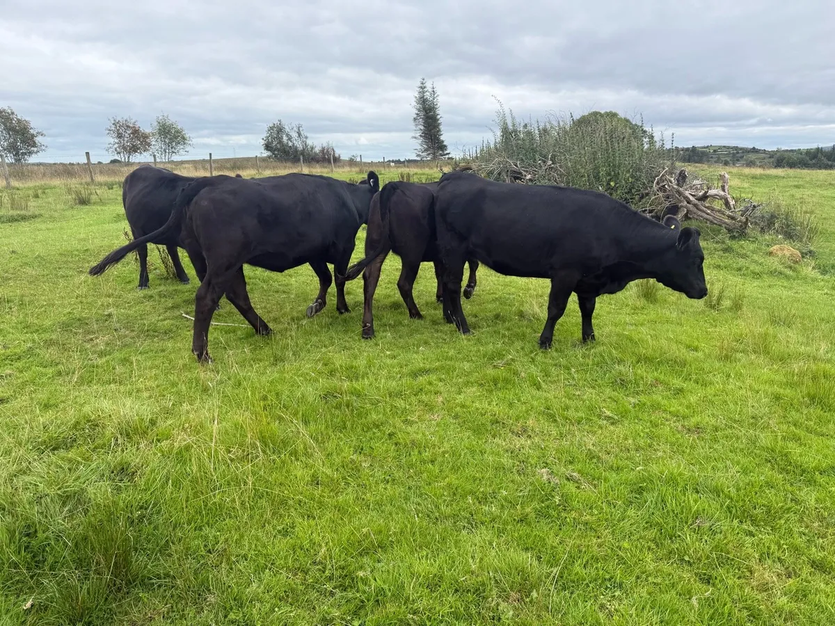 Aberdeen Angus X heifers 4 - Image 4