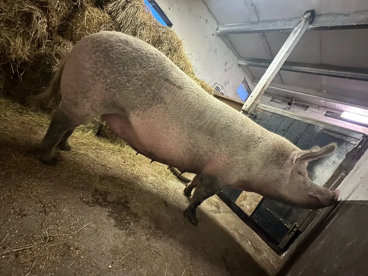 In pig sow - Image 2