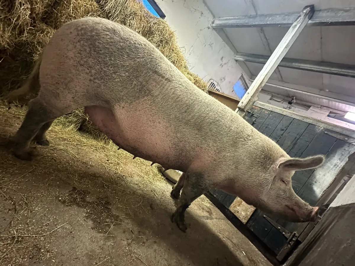 In pig sow - Image 1