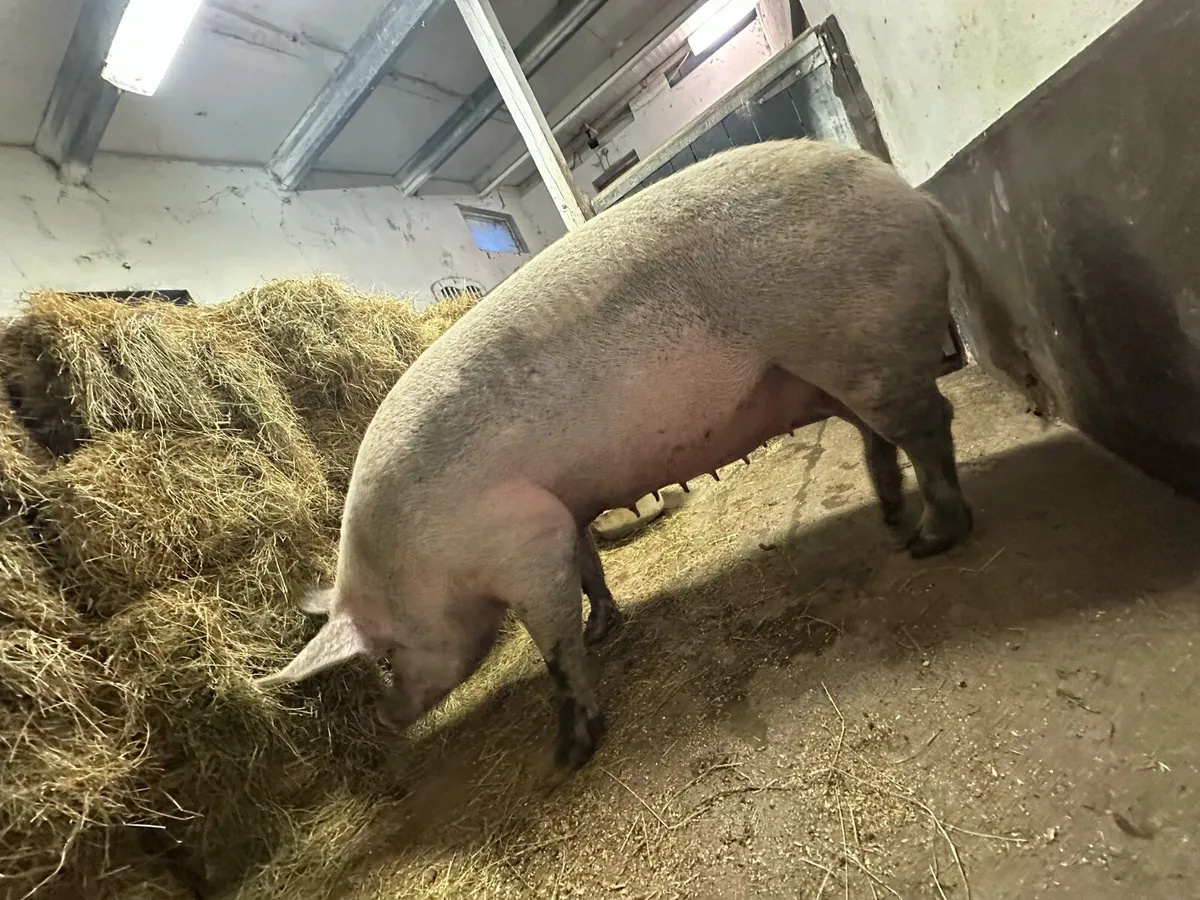 In pig sow - Image 3