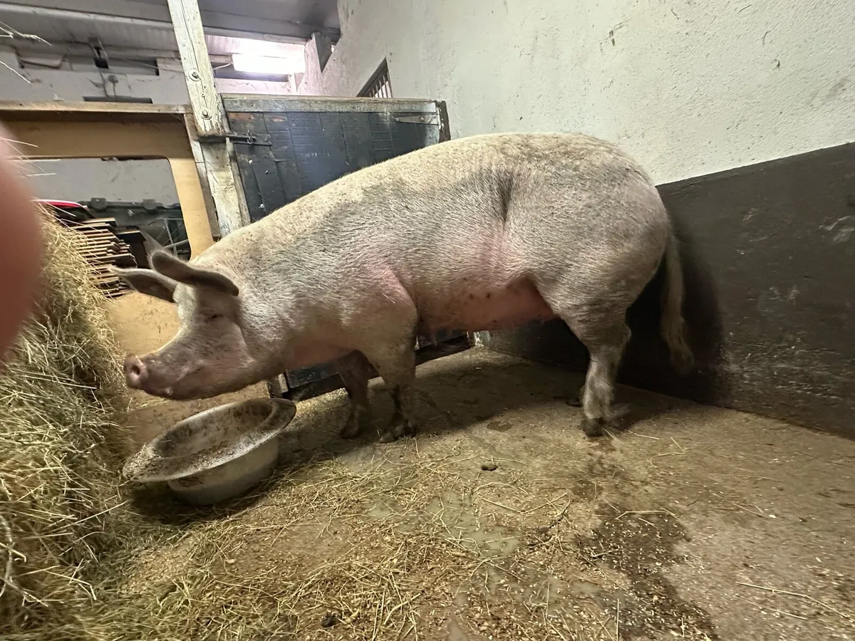 In pig sow - Image 4