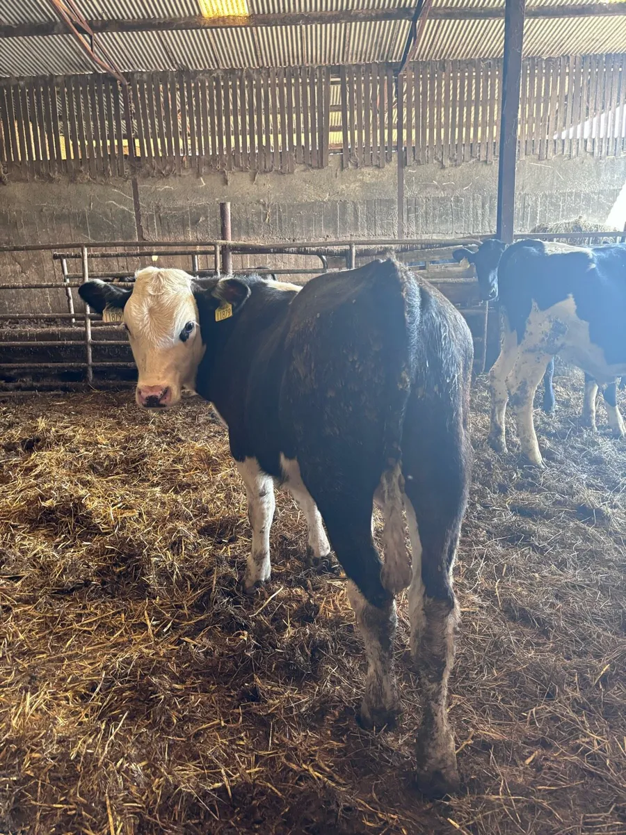 Weanlings - Image 1
