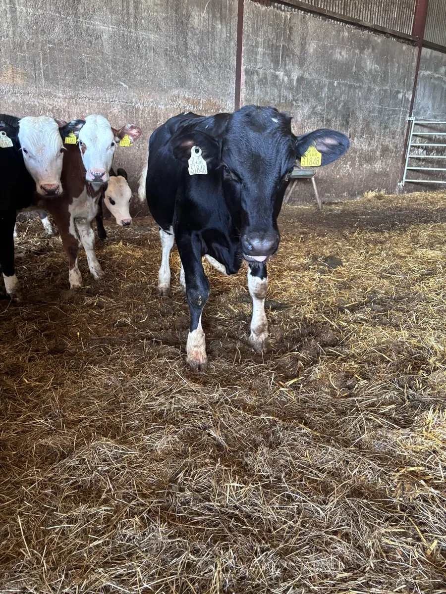 Weanlings - Image 2