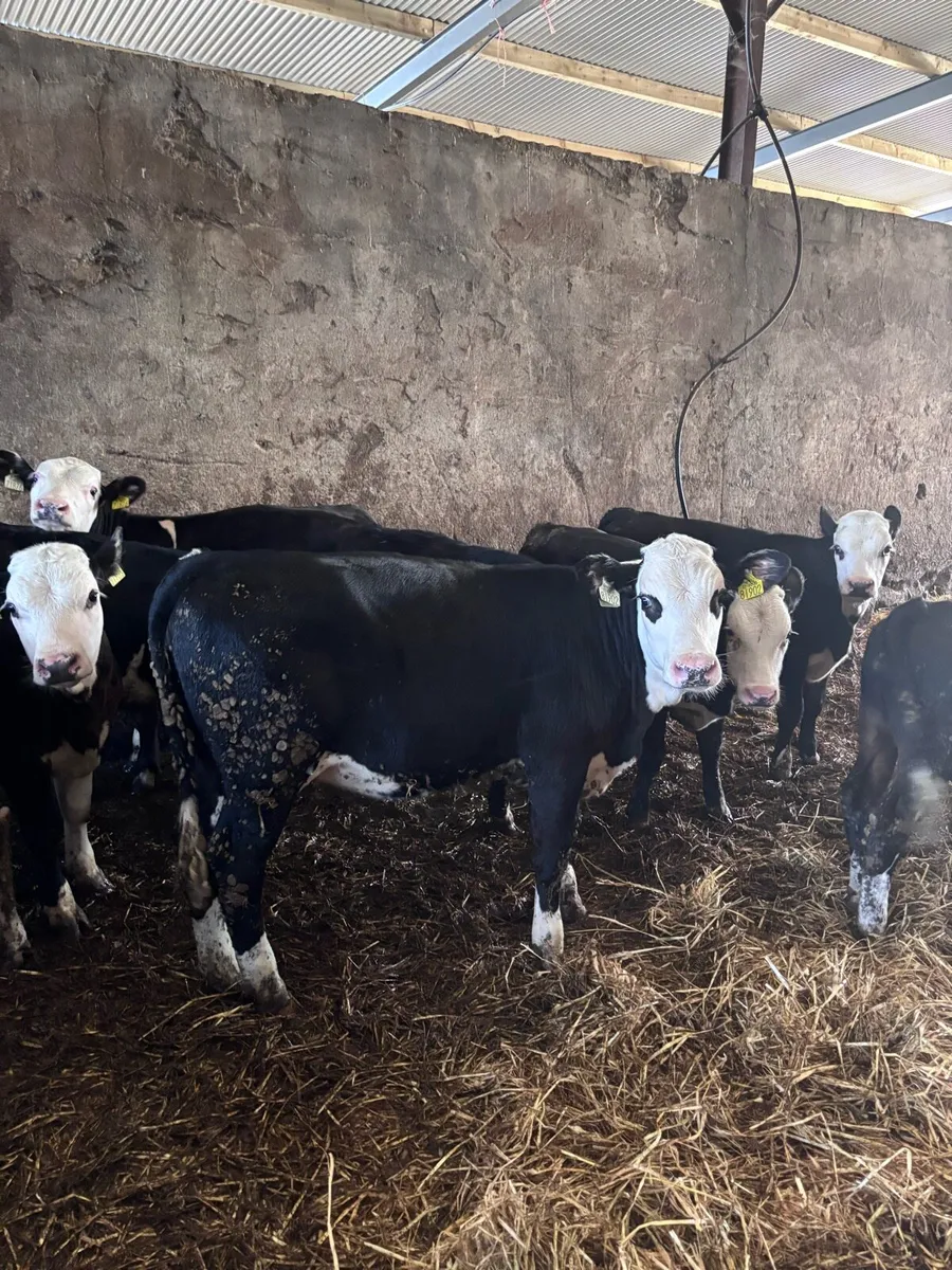 Weanlings - Image 4