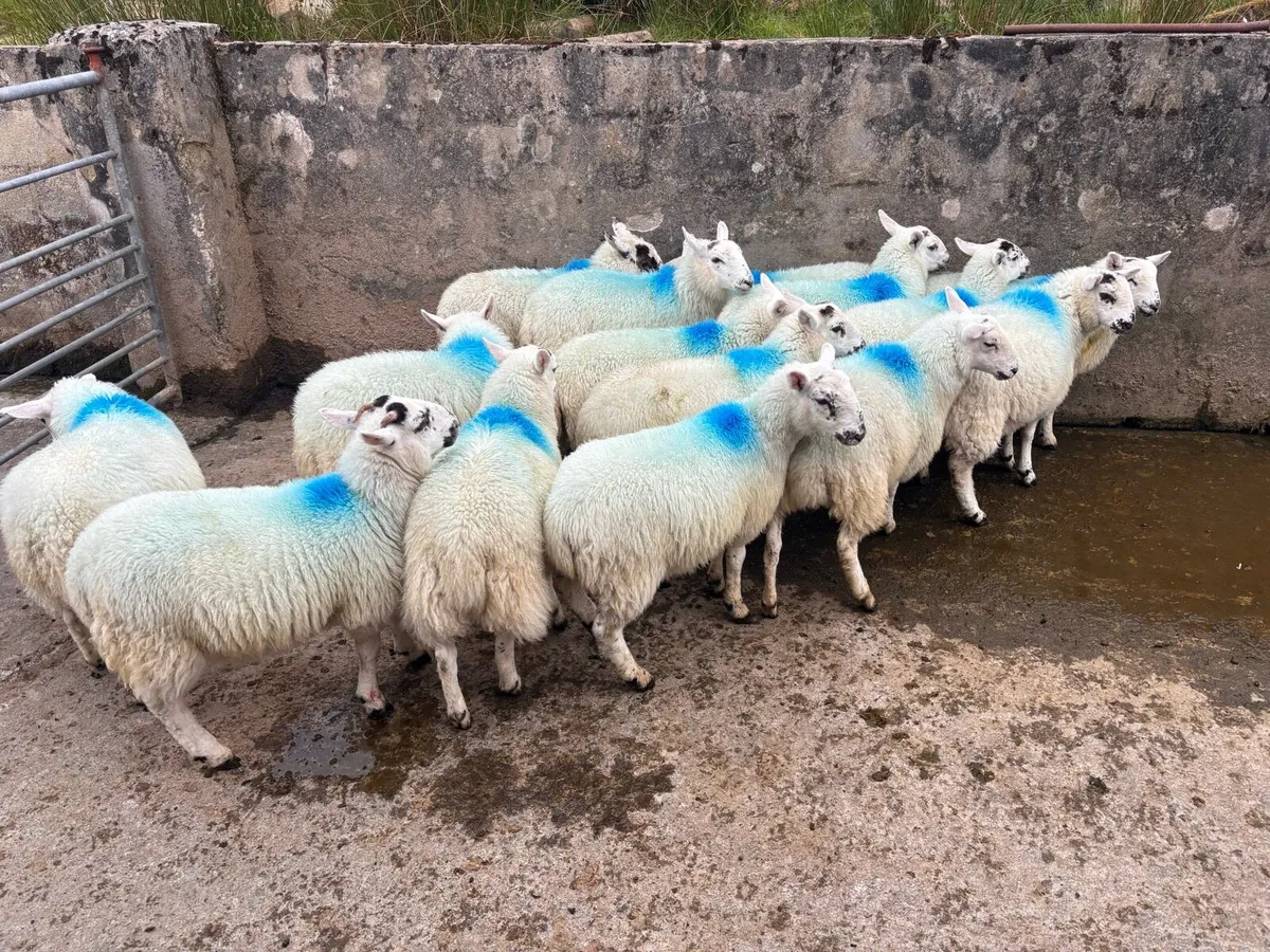 Ewe lambs - Image 1