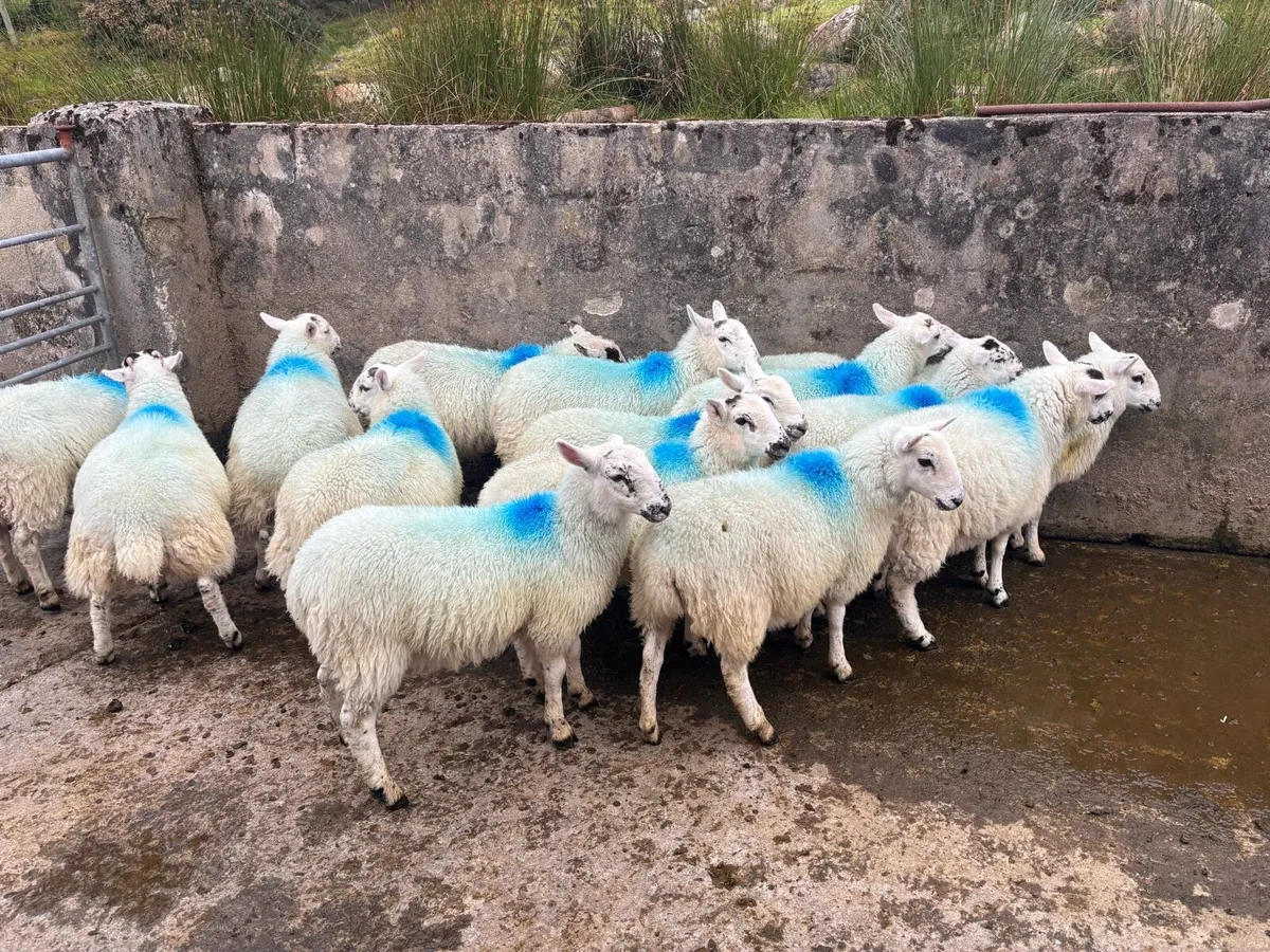 Ewe lambs - Image 2