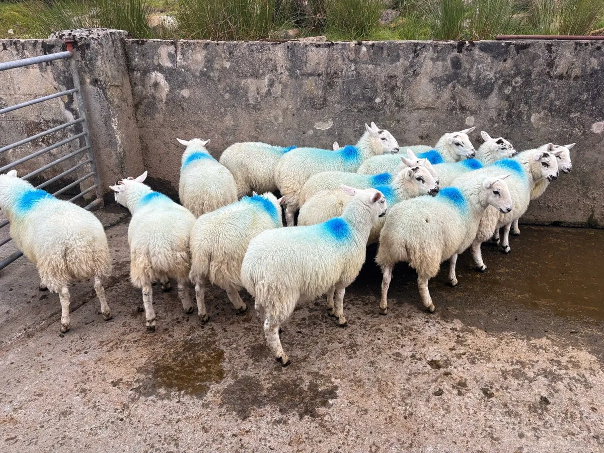 Ewe lambs - Image 3