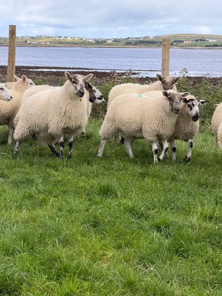 Cross bred ewe lambs - Image 1