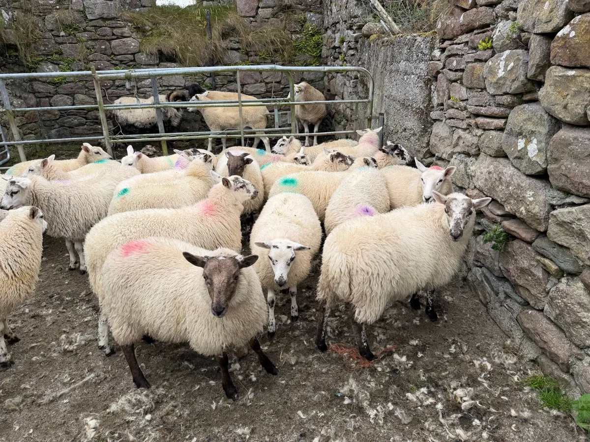 Cross bred ewe lambs - Image 2