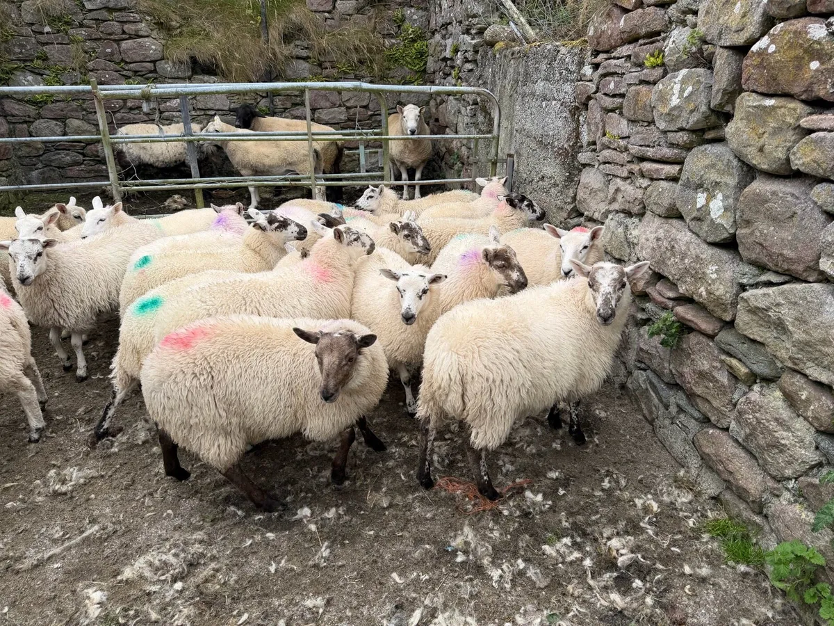 Cross bred ewe lambs - Image 3