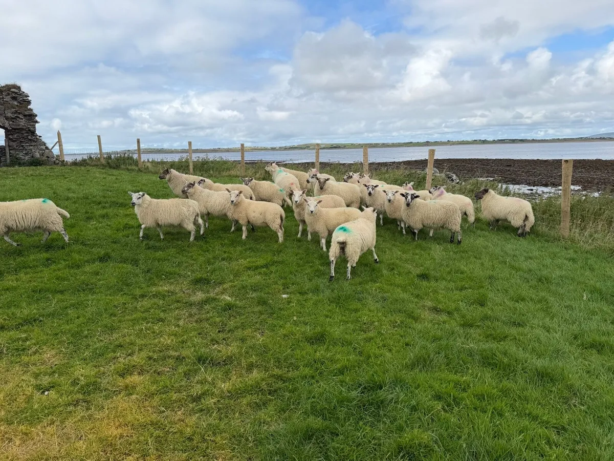 Cross bred ewe lambs - Image 4