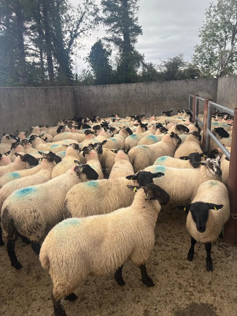 💥💥100 Suffolk ewe lambs 💥💥 - Image 1