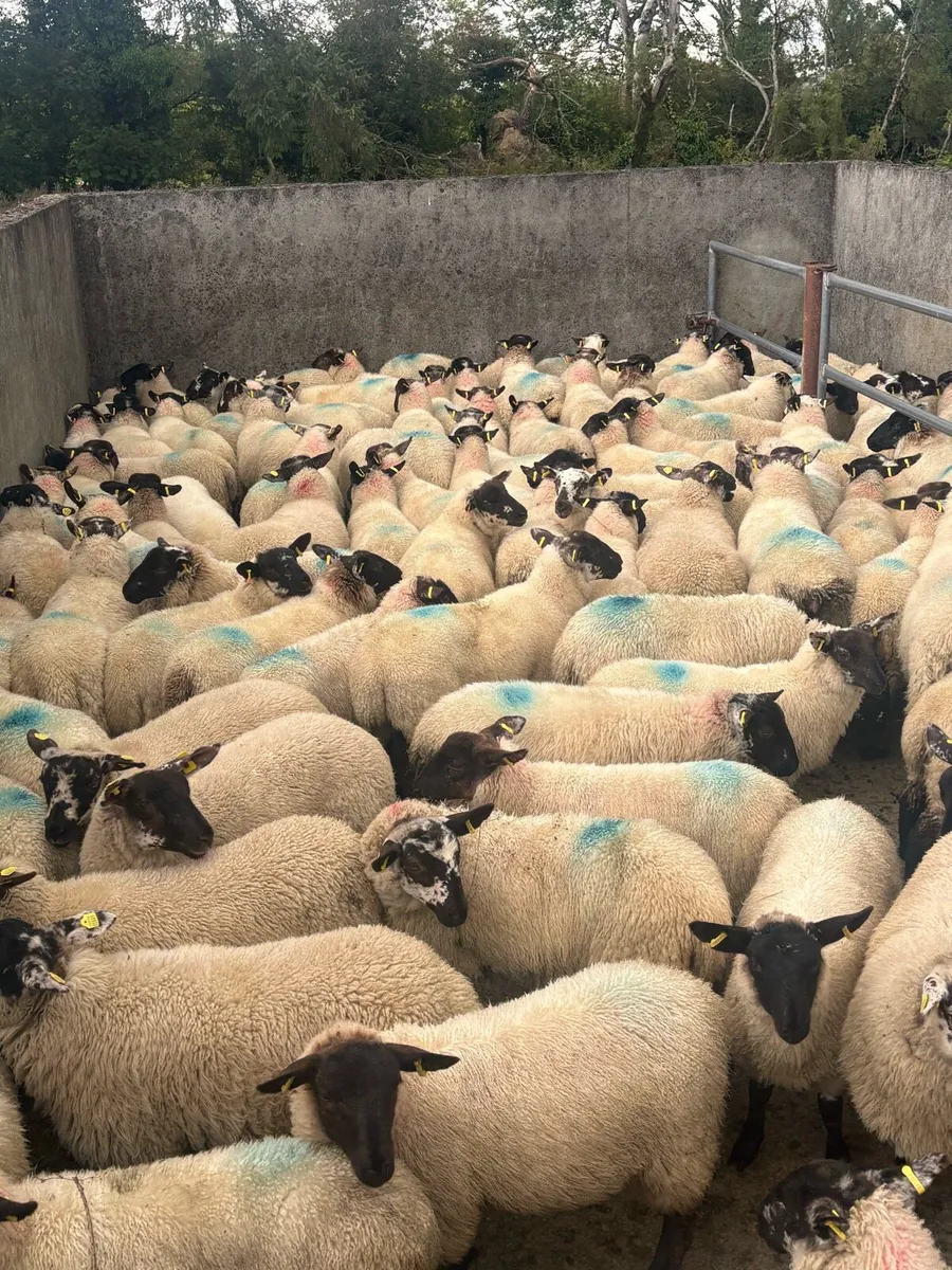 💥💥100 Suffolk ewe lambs 💥💥 - Image 2