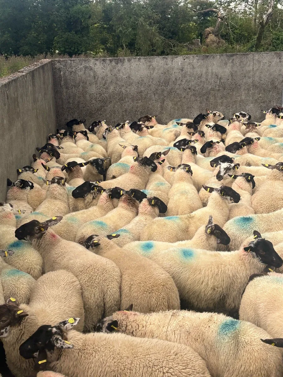 💥💥100 Suffolk ewe lambs 💥💥 - Image 3