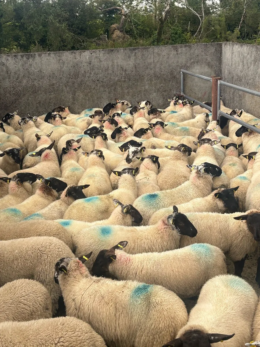 💥💥100 Suffolk ewe lambs 💥💥 - Image 4