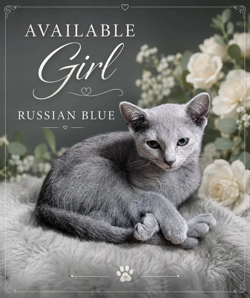 Russian Blue girl available 💙 - Image 1