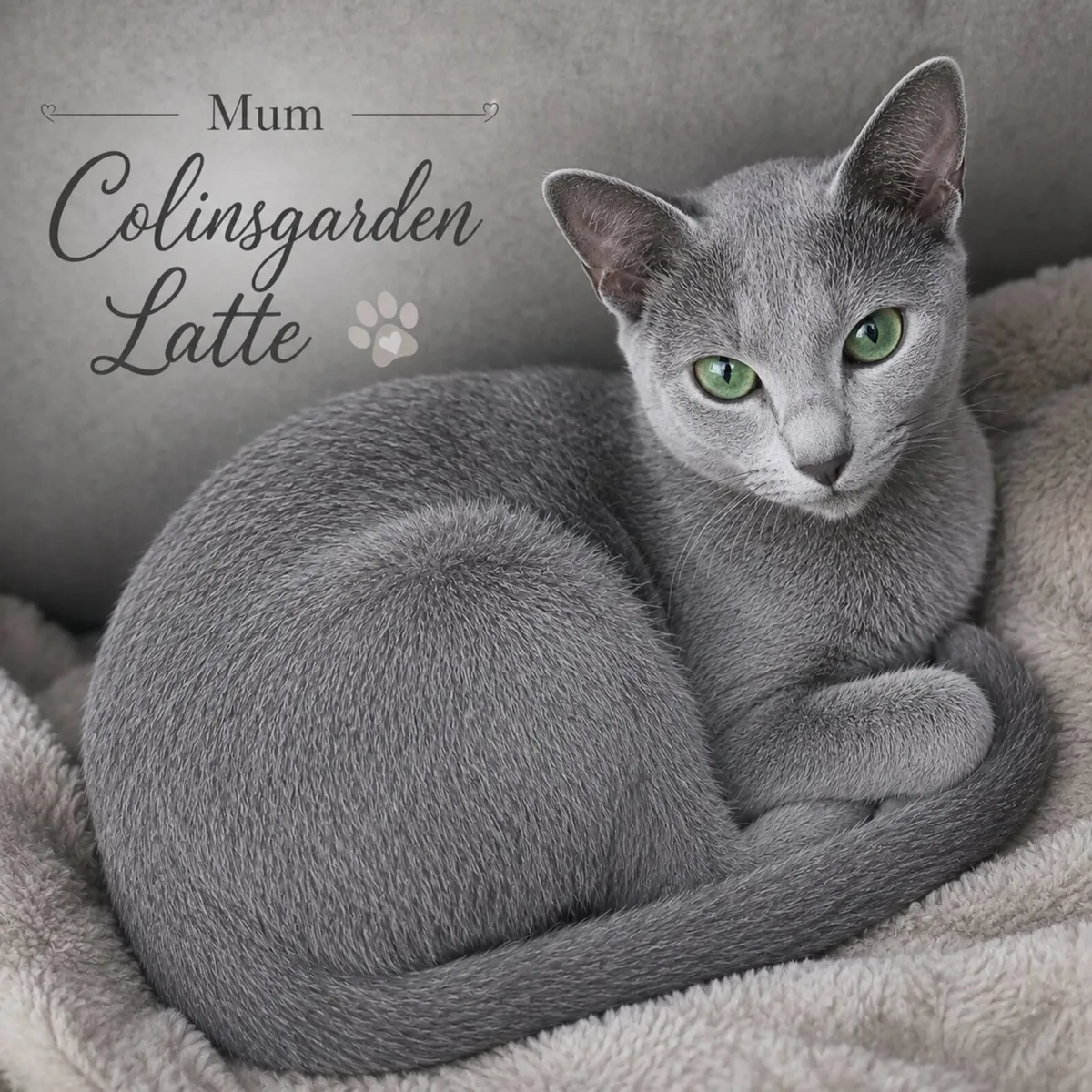 Russian Blue girl available 💙 - Image 2