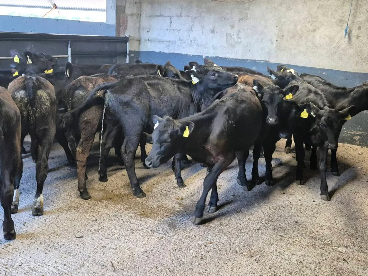 20 Angus Heifer 5-6 Months - Image 1