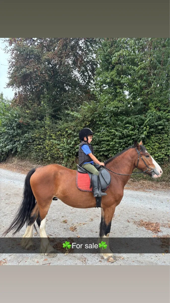 ☘️13.2 4yo dream pony☘️ - Image 1