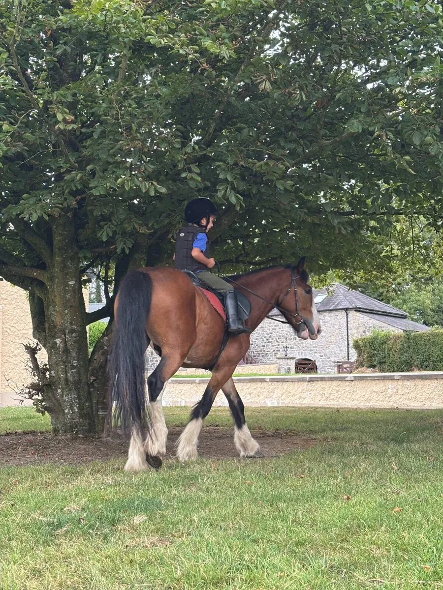 ☘️13.2 4yo dream pony☘️ - Image 2