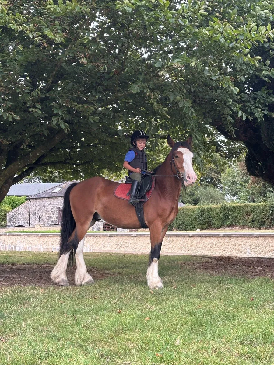 ☘️13.2 4yo dream pony☘️ - Image 3
