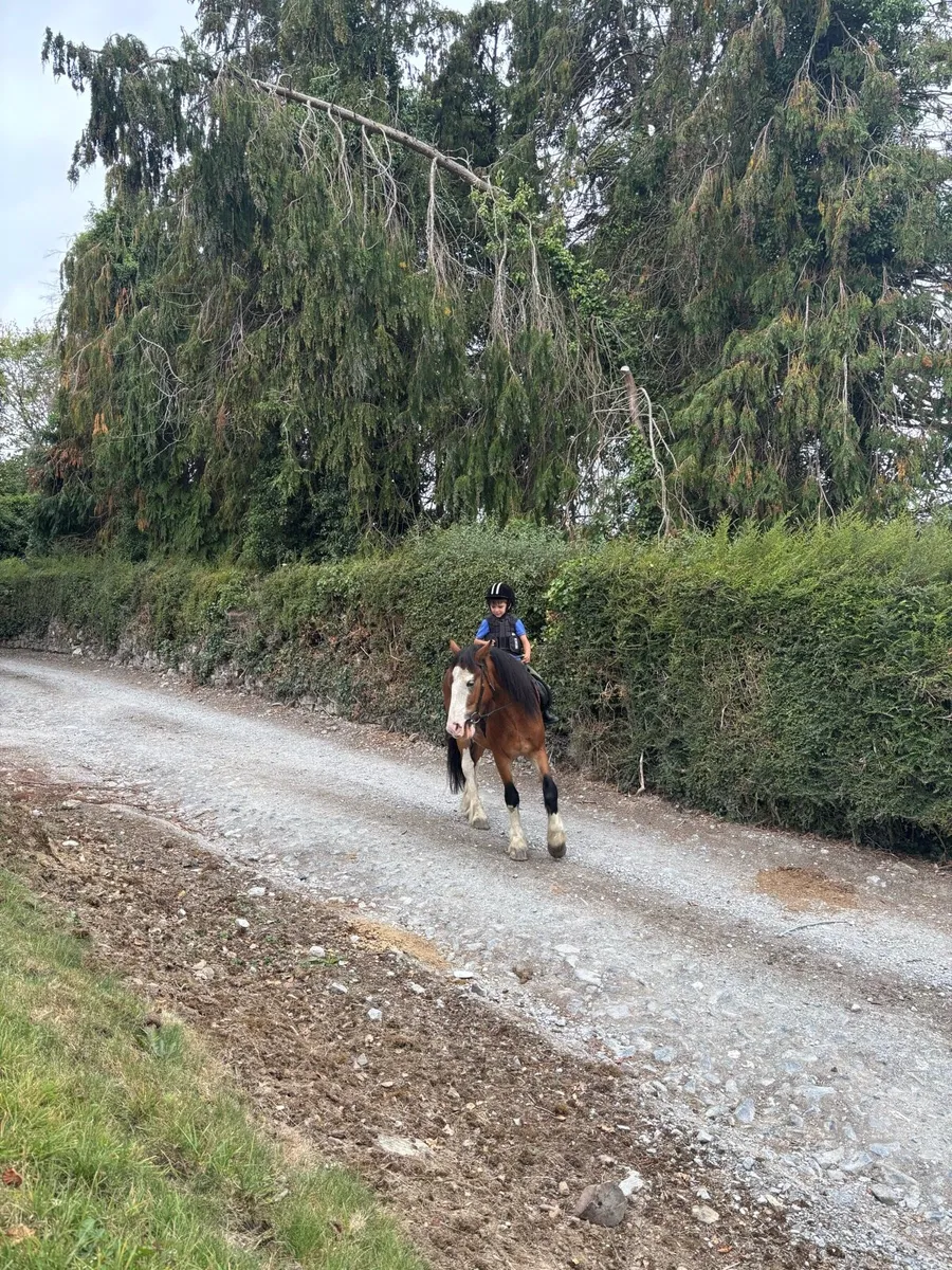 ☘️13.2 4yo dream pony☘️ - Image 4