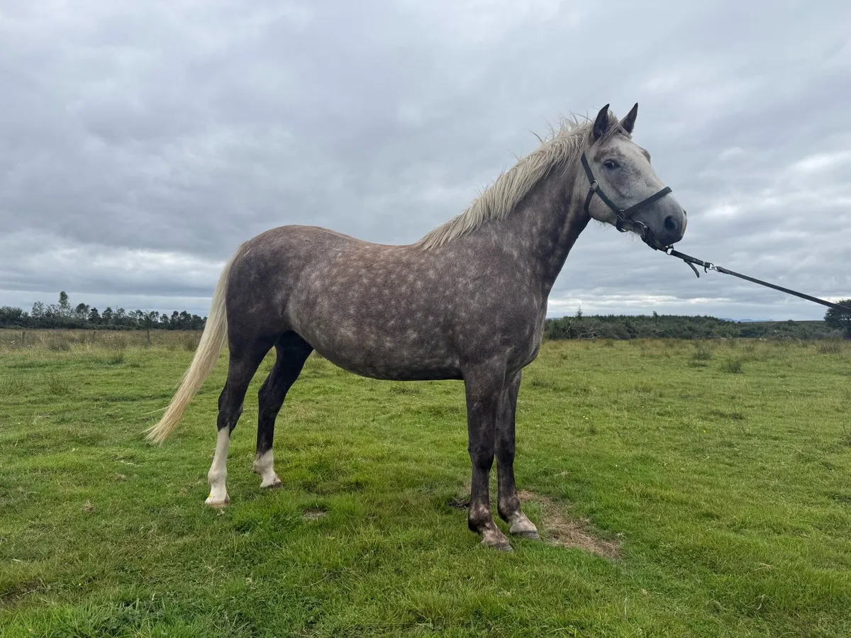 Irish draught filly - Image 1