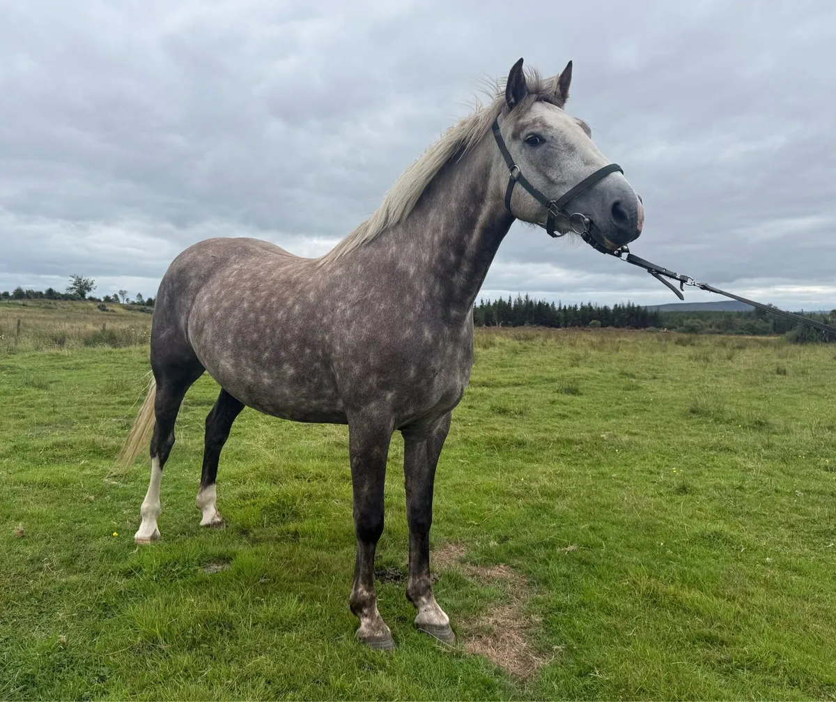 Irish draught filly - Image 2