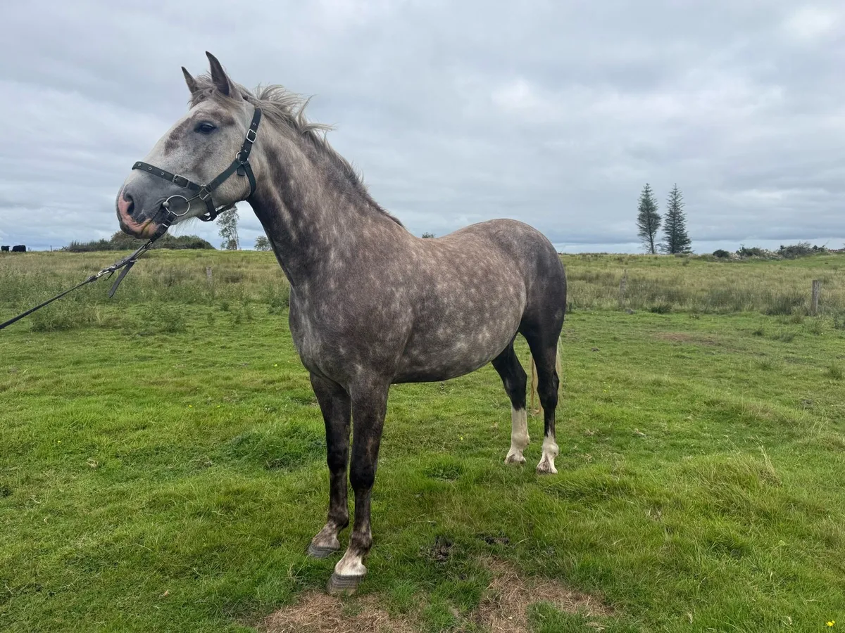 Irish draught filly - Image 3