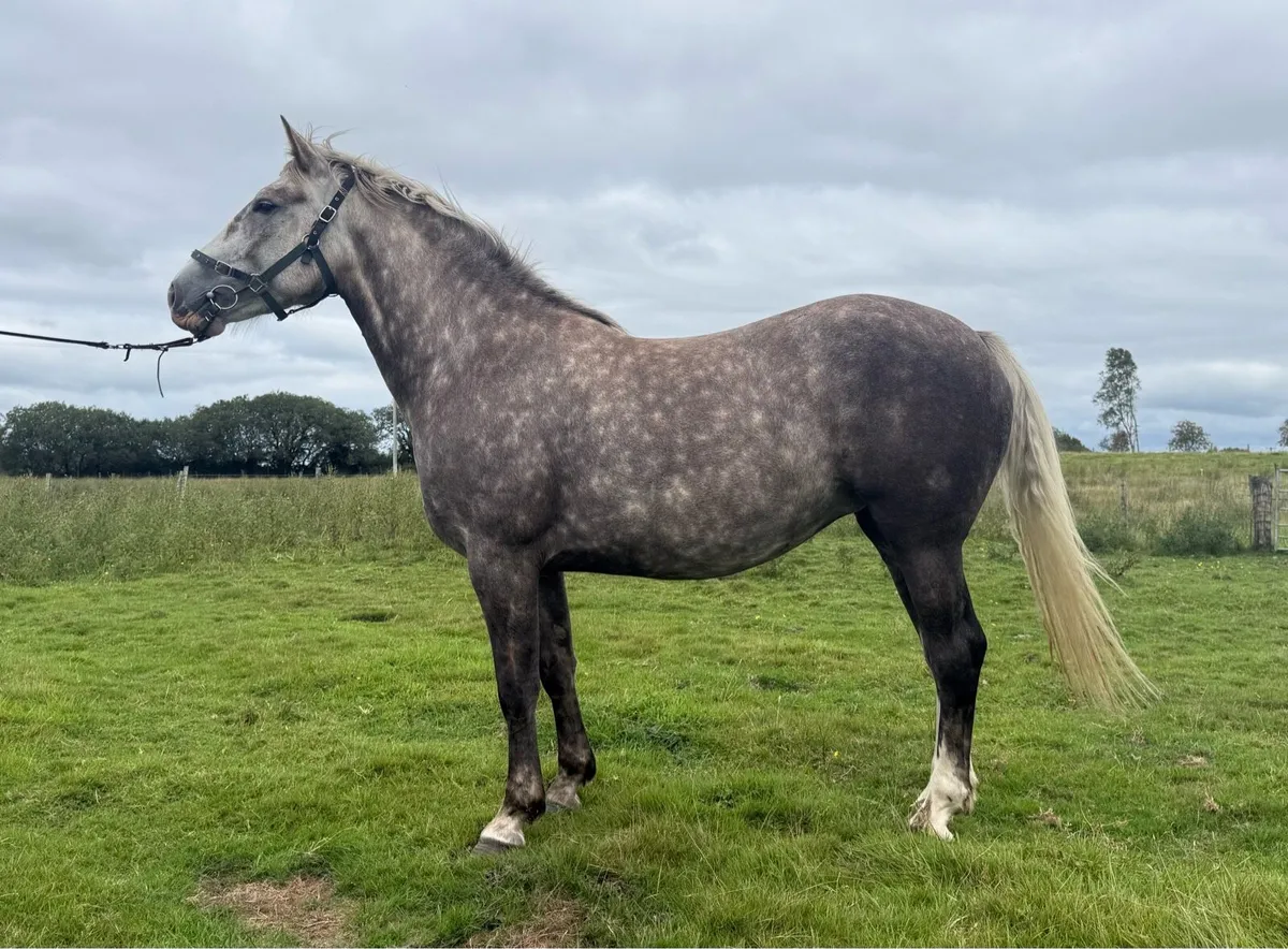 Irish draught filly - Image 4