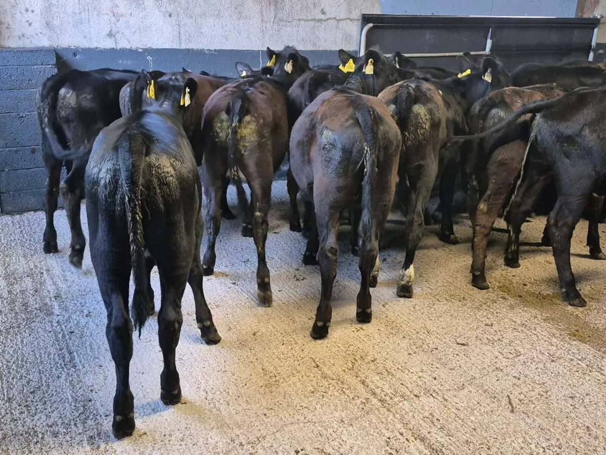 20 Angus Heifer 5-6 Months - Image 3