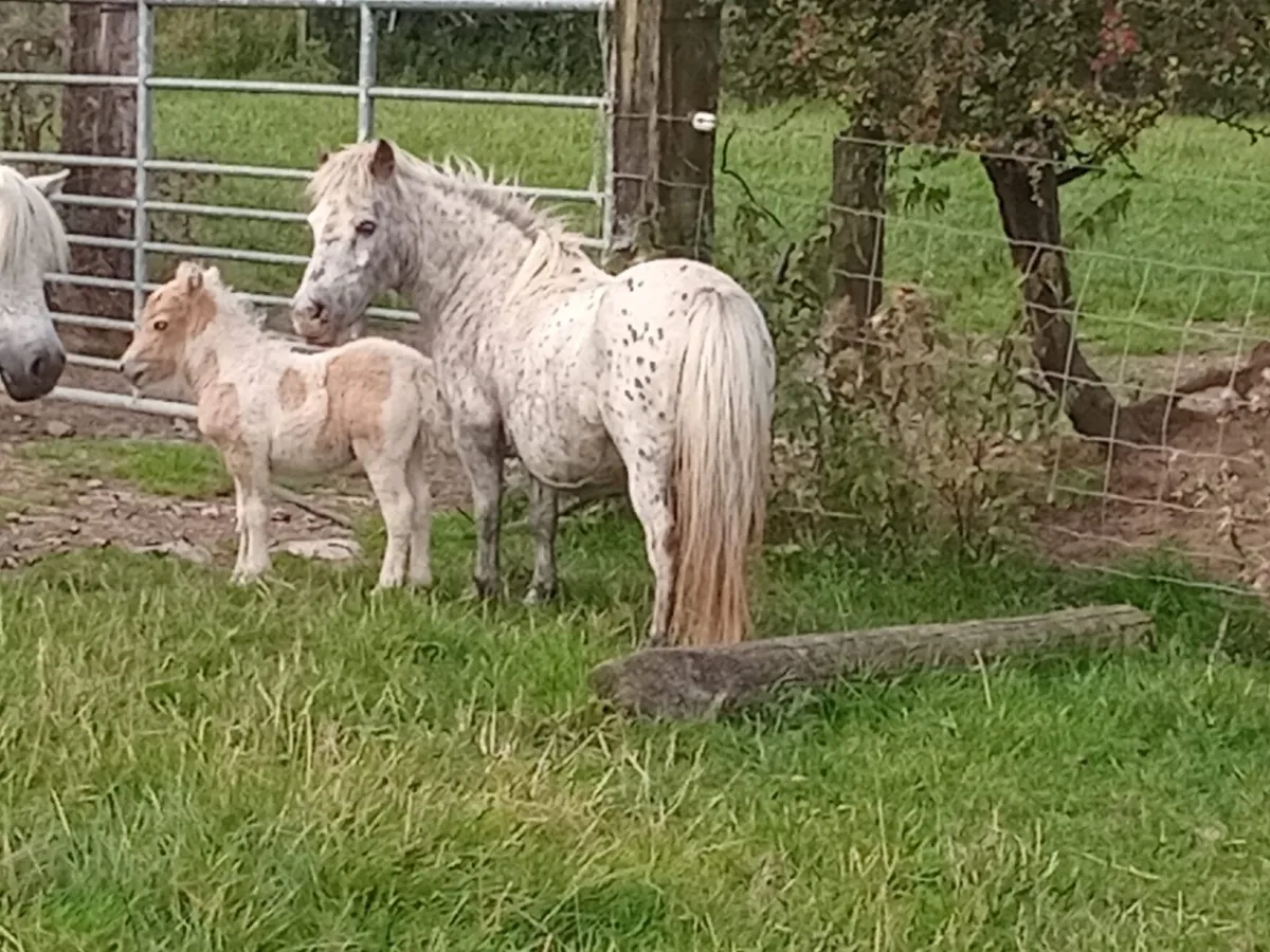 Miniature Appaloosa Mare and Palomino Filly Foal - Image 1