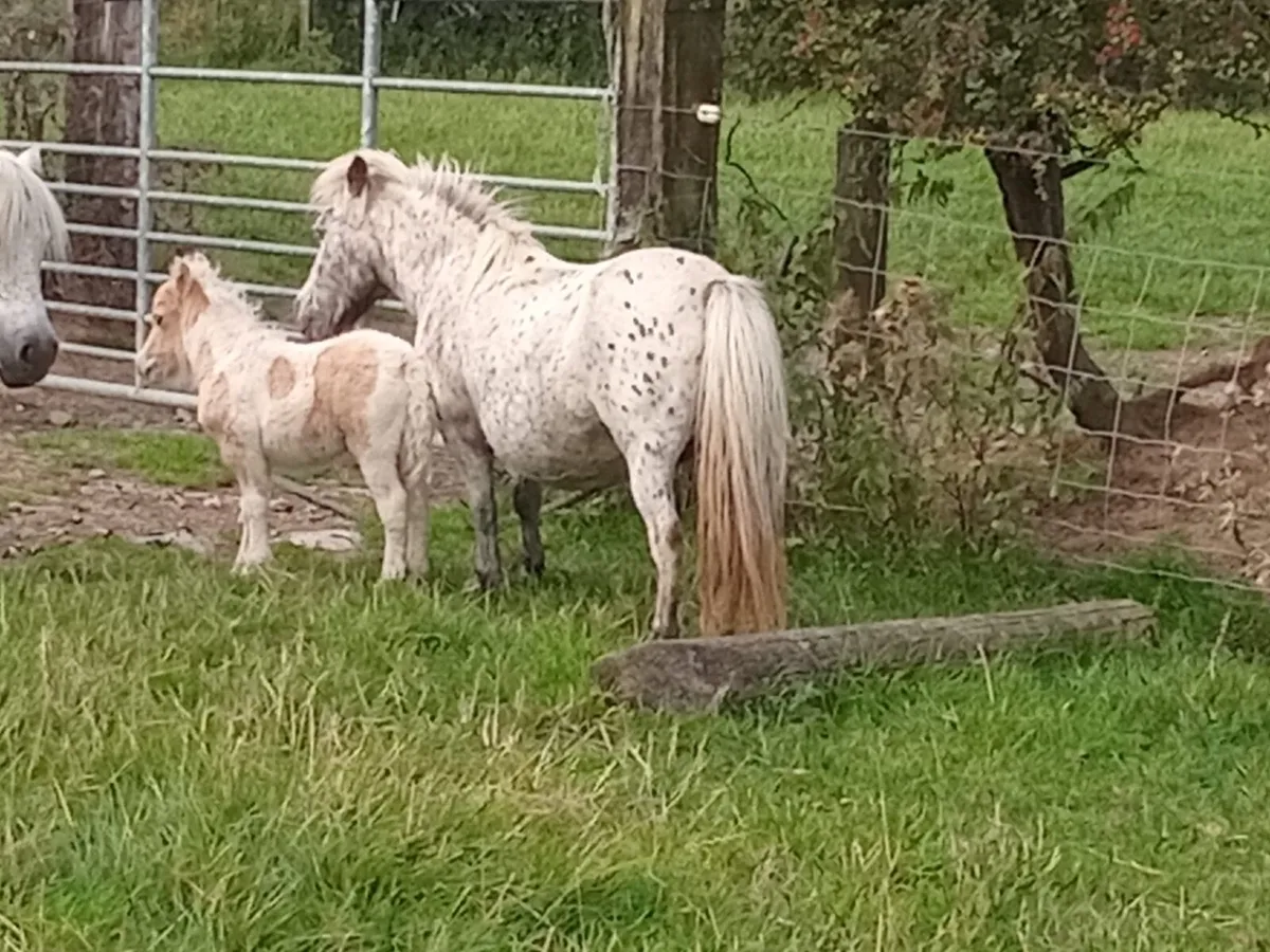 Miniature Appaloosa Mare and Palomino Filly Foal - Image 2