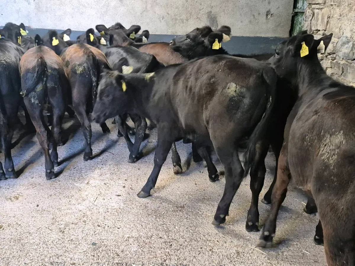 20 Angus Heifer 5-6 Months - Image 2