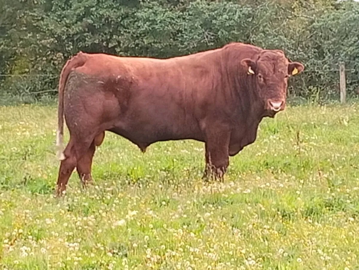 Saler bull - Image 2