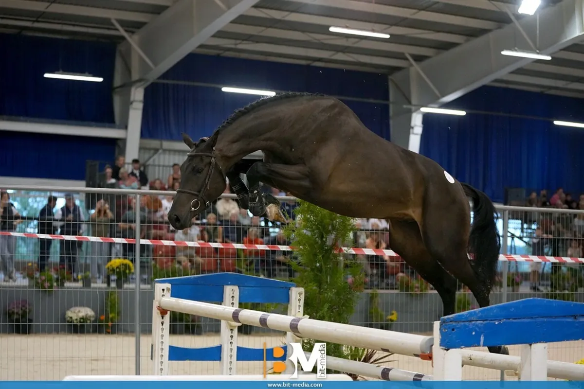 3yr old Conthargos x balou - Image 2