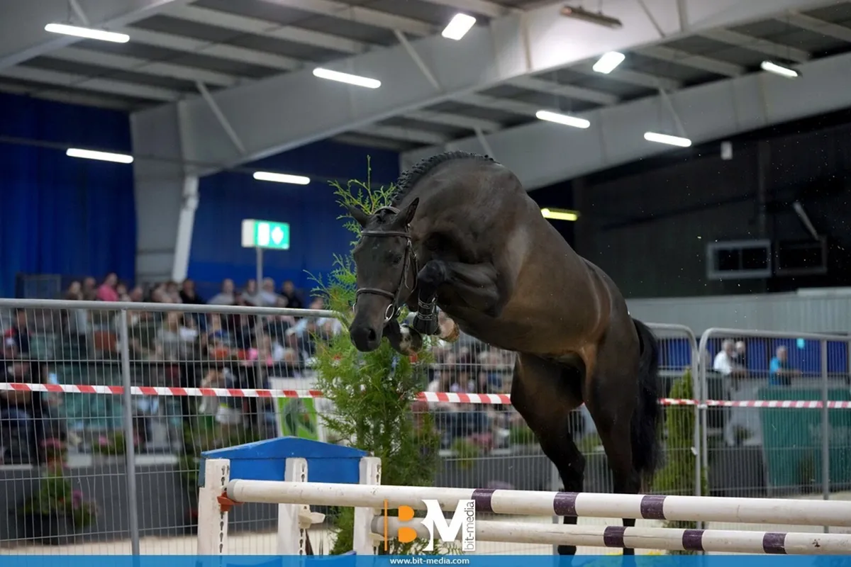 3yr old Conthargos x balou - Image 1