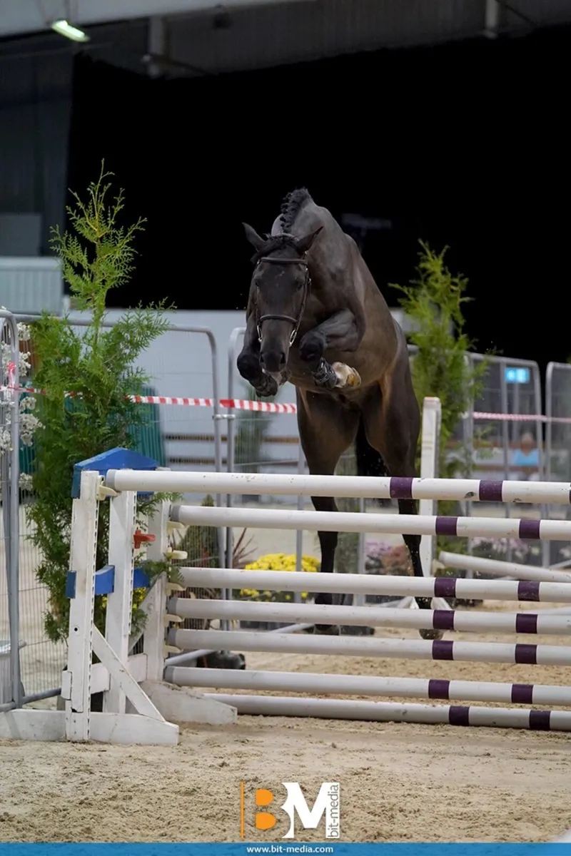 3yr old Conthargos x balou - Image 3