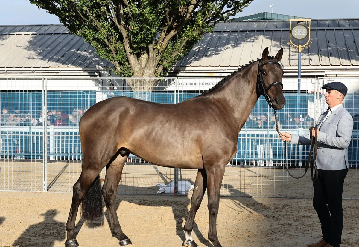 3yr old Conthargos x balou - Image 4