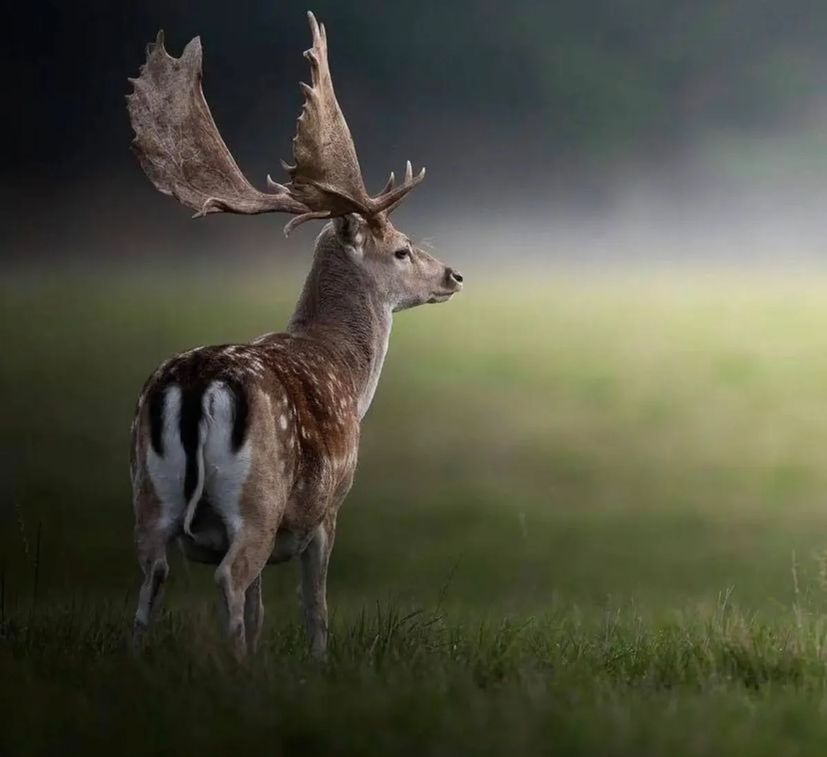 Deer hunting - Image 1